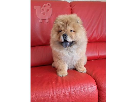 Κουτάβια Chow Chow
